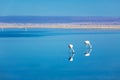 Flamingos in Chaxa lagoon salt lake, Atacama desert in Chile, South America Royalty Free Stock Photo