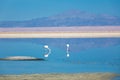 Flamingos in Chaxa lagoon salt lake, Atacama desert, Chile, South America Royalty Free Stock Photo