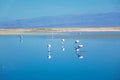 Flamingos in Chaxa lagoon salt lake, Atacama desert, Chile, South America Royalty Free Stock Photo