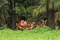 Flamingos chilling in group Royalty Free Stock Photo