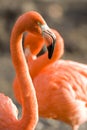 Flamingos Royalty Free Stock Photo