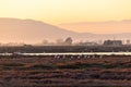 Flamingos in the Delta de l\'Ebre Natural Park, the largest aquatic habitat in Catalonia at sunset