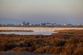 Flamingos in the Delta de l\'Ebre Natural Park, the largest aquatic habitat in Catalonia at sunset