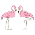 Flamingos in different poses. Set of flat color illustrations. Clipart elements