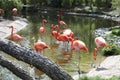 Flamingos in the Dresden Zoo