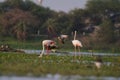 Flamingos ducks egrets and herons at a wetland