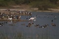 Flamingos with ducks and Geese in a bird sanctuary in India