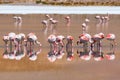 Flamingos eating in Hedionda stinking lake lagoon, Bolivia