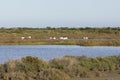 Flamingos in the Ebro Delta Natural Park, Tarragona, Catalonia, Spain. Copy space for text Royalty Free Stock Photo