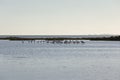 Flamingos in the Ebro Delta Natural Park, Tarragona, Catalonia, Spain. Copy space for text Royalty Free Stock Photo