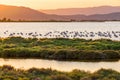 Flamingos in Ebro Delta nature park, Tarragona, Catalunya, Spain. Copy space for text.