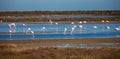 Flamingos in Ebro river Delta