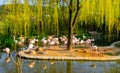 Flamingos in Everland Zoo