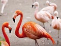 Flamingos