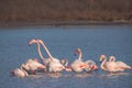 Flamingos feeding food in a sea lake water. Flamingo flying in a sky Royalty Free Stock Photo