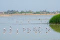 Flamingos feeding in laggon of desert town Lobito, Angola, Southern Africa