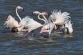 Flamingos Fighting For Space To Look For Food.