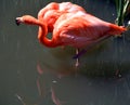 Flamingos or flamingoes