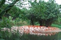 Big flock of flamingos of different colours in a pond