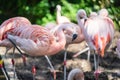 Flamingos or flamingoes are a type of wading bird in the family Phoenicopteridae, the only bird family in the order Royalty Free Stock Photo