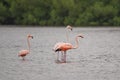 Flamingos or flamingoes are a type of wading bird in the family Phoenicopteridae, Royalty Free Stock Photo