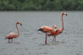 Flamingos or flamingoes are a type of wading bird in the family Phoenicopteridae Royalty Free Stock Photo