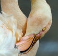 Flamingos or flamingoes are a type of wading bird in the family Phoenicopteridae, Royalty Free Stock Photo