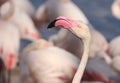 Flamingos or flamingoes are a type of wading bird in the family Phoenicopteridae