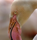 Flamingos or flamingoes are a type of wading bird in the family Phoenicopteridae, Royalty Free Stock Photo
