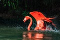 Flamingos or flamingoes are a type of wading bird Royalty Free Stock Photo