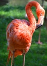 Flamingos or flamingoes are a type of wading bird, Royalty Free Stock Photo