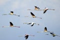 Flamingos in Flight Royalty Free Stock Photo