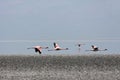 Flamingos in Flight