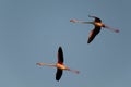 Flamingos flight Royalty Free Stock Photo