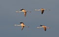 Flamingos flight Royalty Free Stock Photo