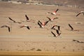 Flamingos in flight Royalty Free Stock Photo