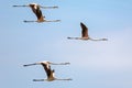 Flamingos in flight Royalty Free Stock Photo