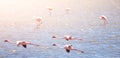 Flamingos in flight on blue water background Royalty Free Stock Photo