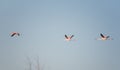 Flamingos in flight. Flying flamingos over the water of Lake. Burgas. Bulgaria Royalty Free Stock Photo