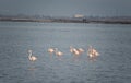 Flamingos in flight. Flying flamingos over the water of Lake. Burgas. Bulgaria. Royalty Free Stock Photo