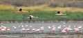 Flamingos in flight. Flying flamingos over the water of Natron Lake. Lesser flamingo. Scientific name: Phoenicoparrus minor. Tanz Royalty Free Stock Photo