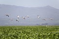 Flamingos in flight at Lake Naivasha, Great Rift Valley, Kenya, Africa