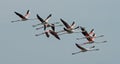 Flamingos in a flock of flying