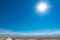 Flamingos fly in Chaxa lagoon salt lake, Atacama desert in Chile, South America Royalty Free Stock Photo