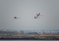 Flamingos in flight. Flying flamingos over the water of Lake. Burgas. Bulgaria Royalty Free Stock Photo