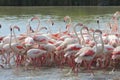 Flamingos in the french Camargue Royalty Free Stock Photo