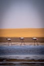 Flamingos in front of the dunes of the namib in namibia Royalty Free Stock Photo