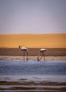 Flamingos in front of the dunes of the namib in namibia Royalty Free Stock Photo