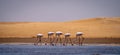 Flamingos in front of the dunes of the namib in namibia Royalty Free Stock Photo