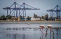 Flamingos in front of the harbour of swakopmund Royalty Free Stock Photo